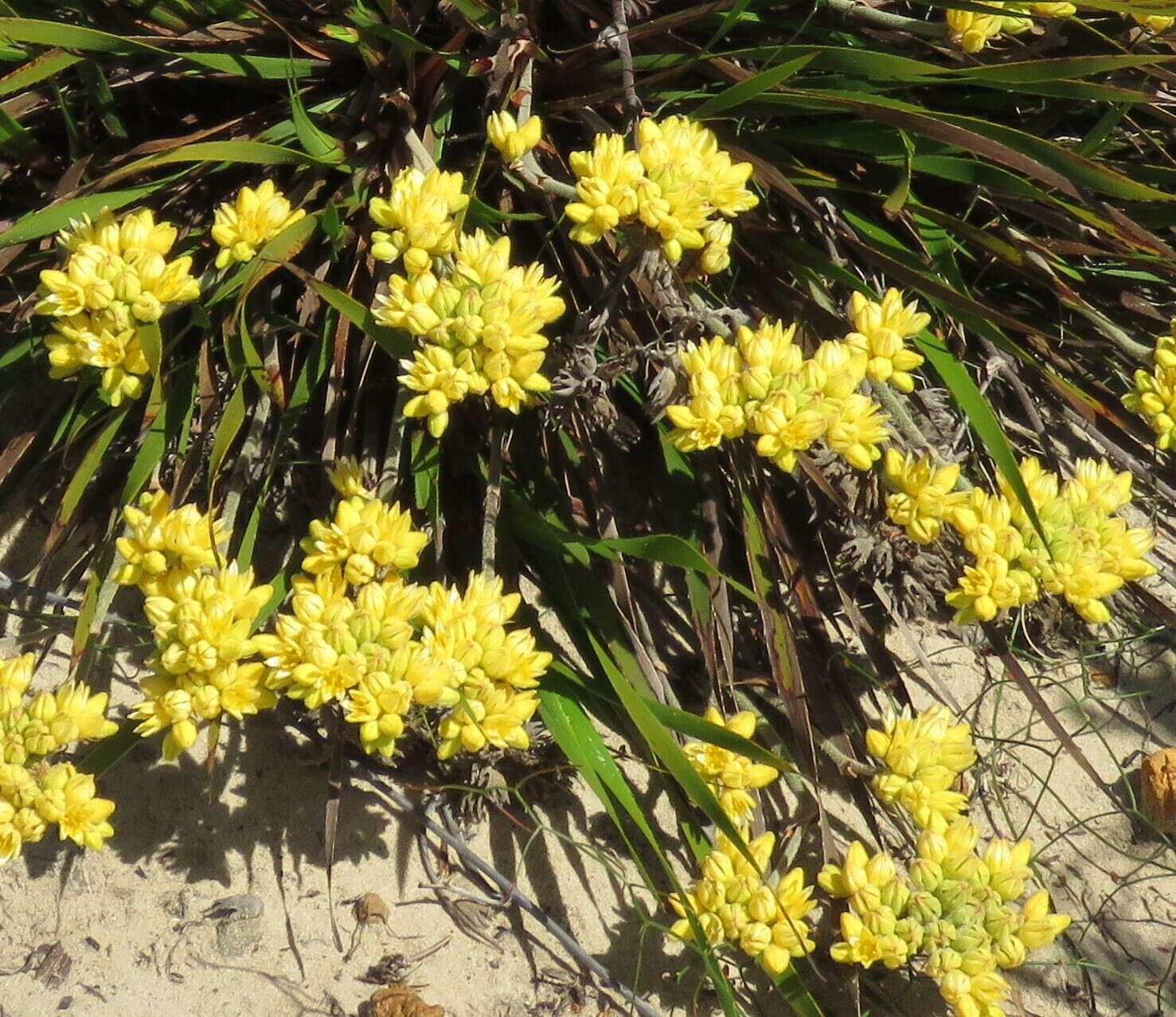 Image of Conostylis aculeata R. Br.