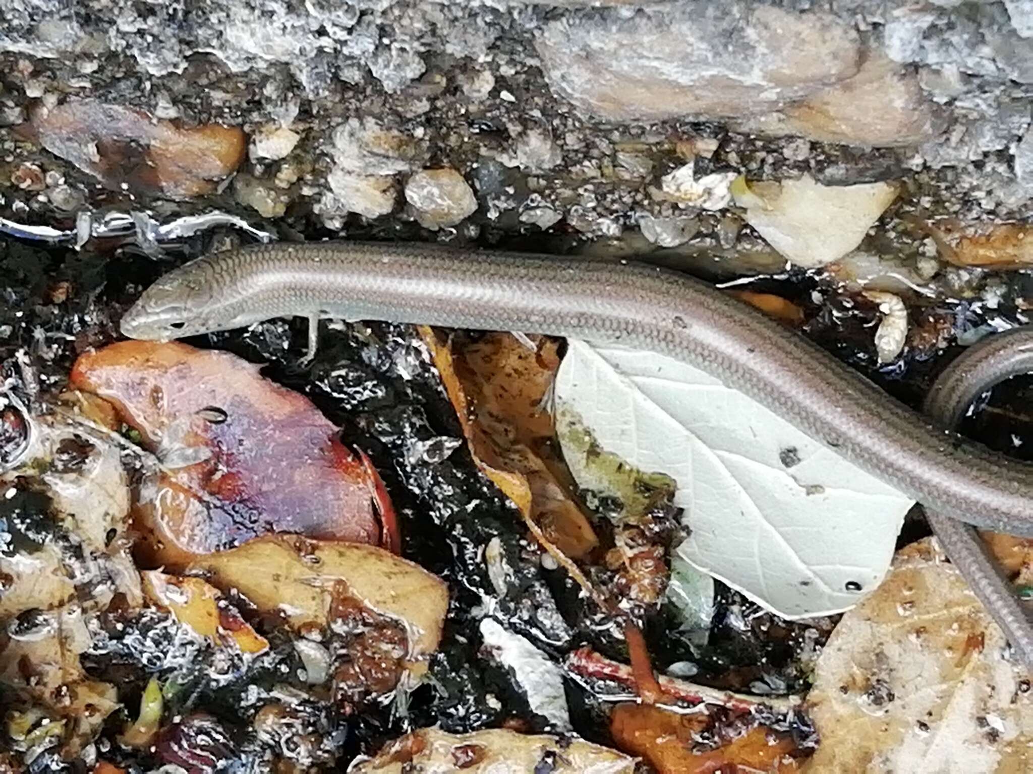 Image of Western Three-toed Skink