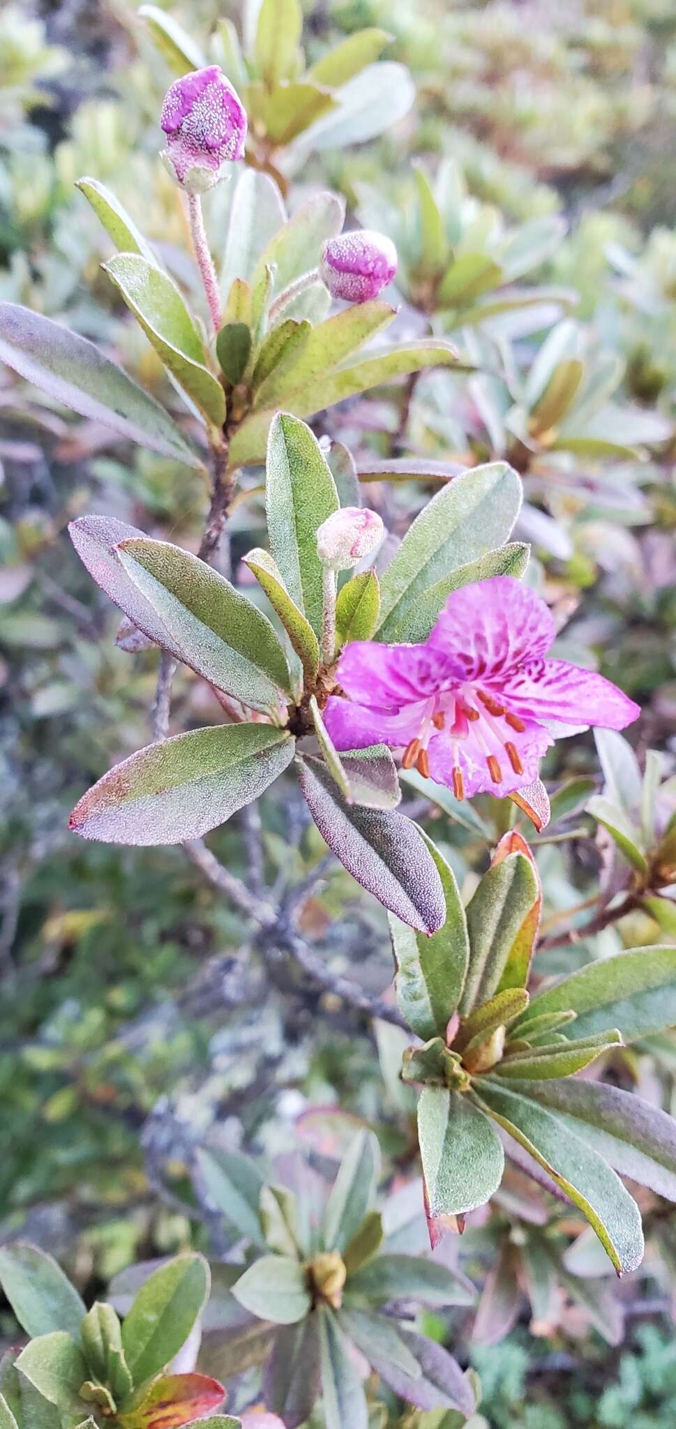 Imagem de Rhododendron lepidotum Wall.