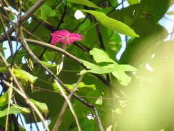 Image of Ipomoea dumosa (Benth.) L. O. Wms.