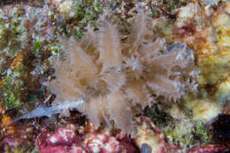 Imagem de Phyllodesmium pinnatum Moore & Gosliner 2009