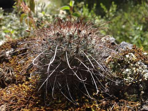 Image de Mammillaria rekoi (Britton & Rose) Vaupel