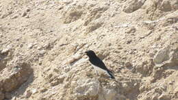 Image of Eastern Pied Wheatear