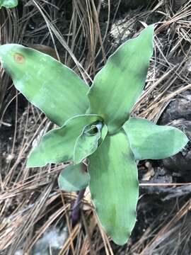 Image of Trans-Pecos spiderwort