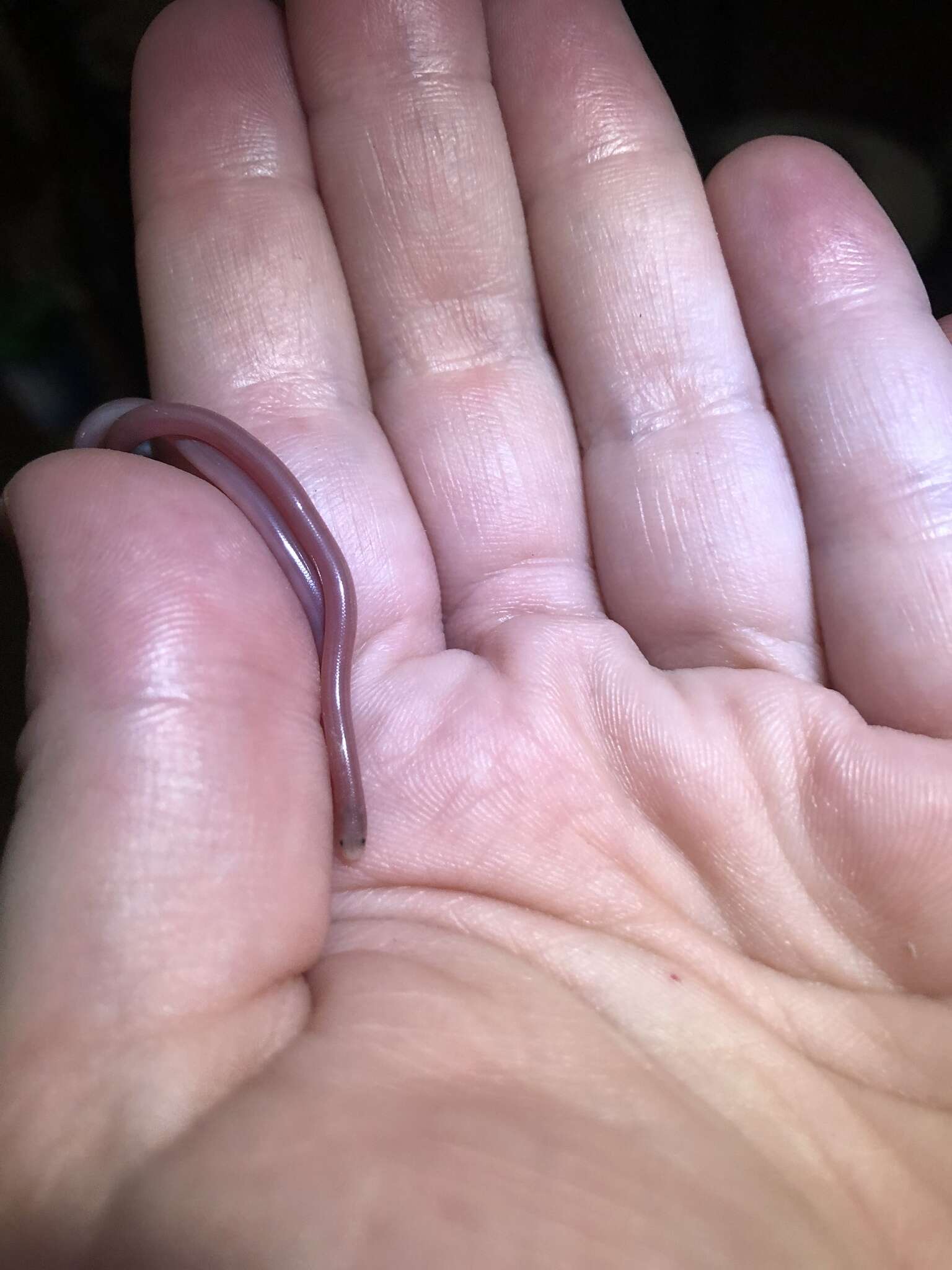 Image of Small-headed Blind Snake