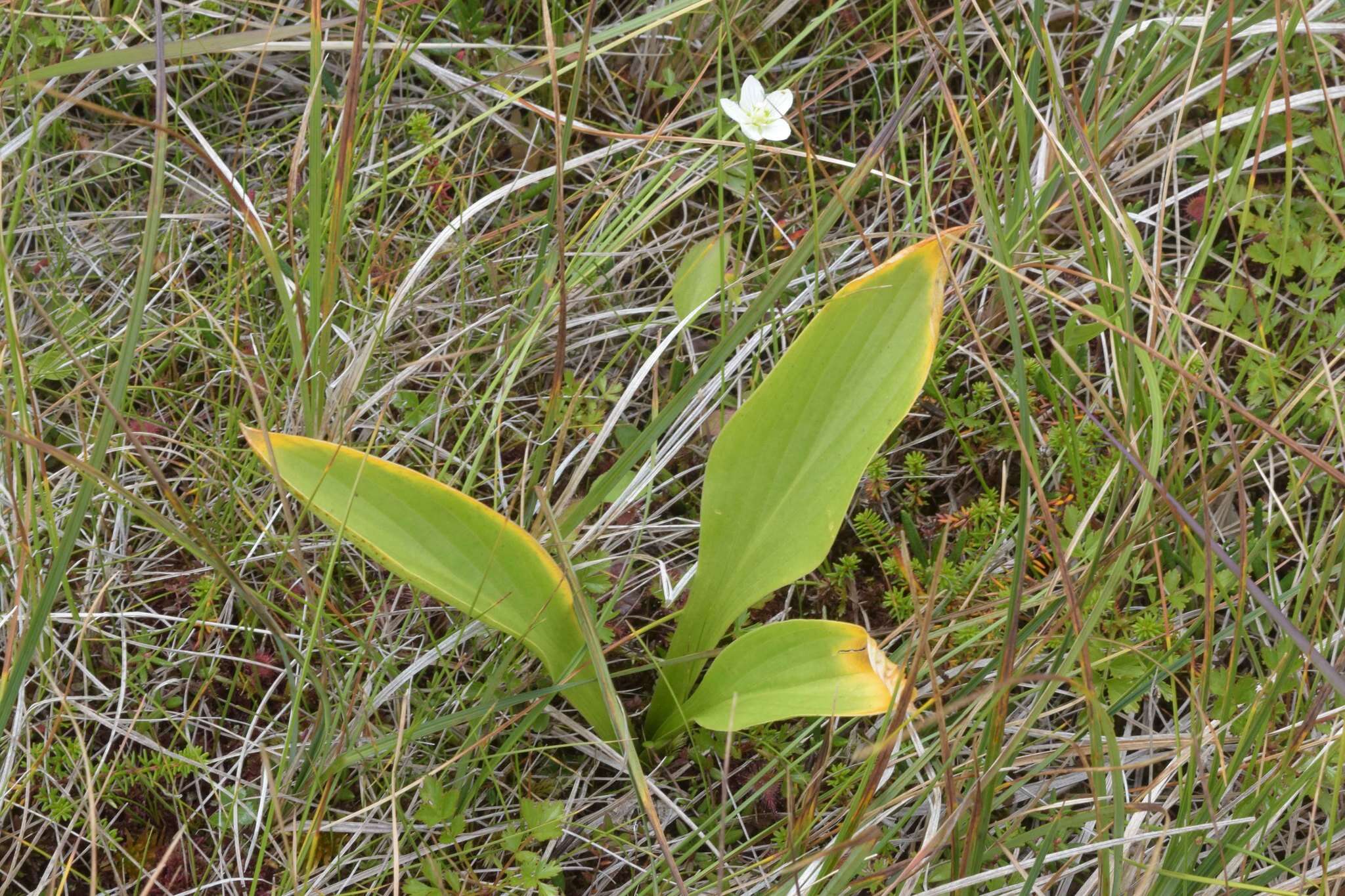 Image of Hosta sieboldii (Paxton) J. W. Ingram