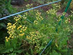 Image of Alecost or Balsam Herb