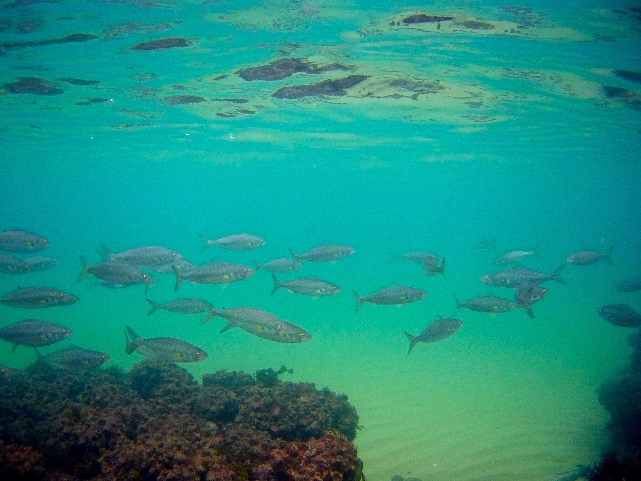 Image of Western Australian salmon