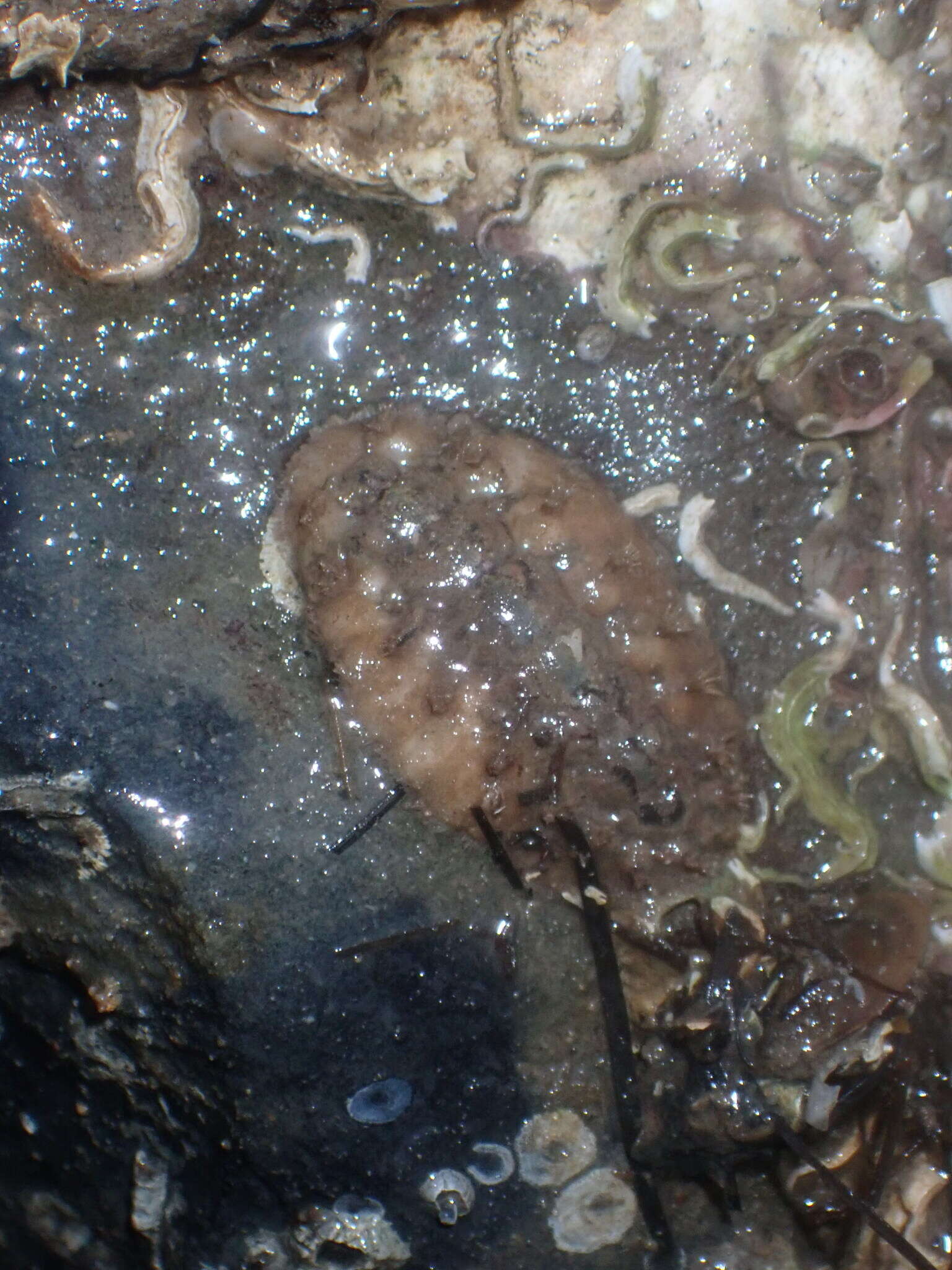 Image of bristly mail chiton