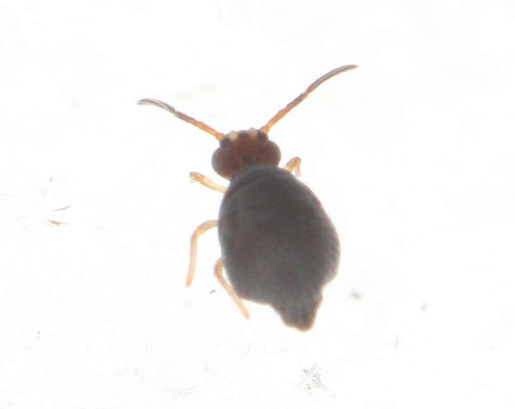 Image of Polykatianna sminthurina (Mills & HB 1934)