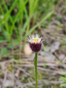 Image of Erigeron eriocalyx (Ledeb.) Vierhapper