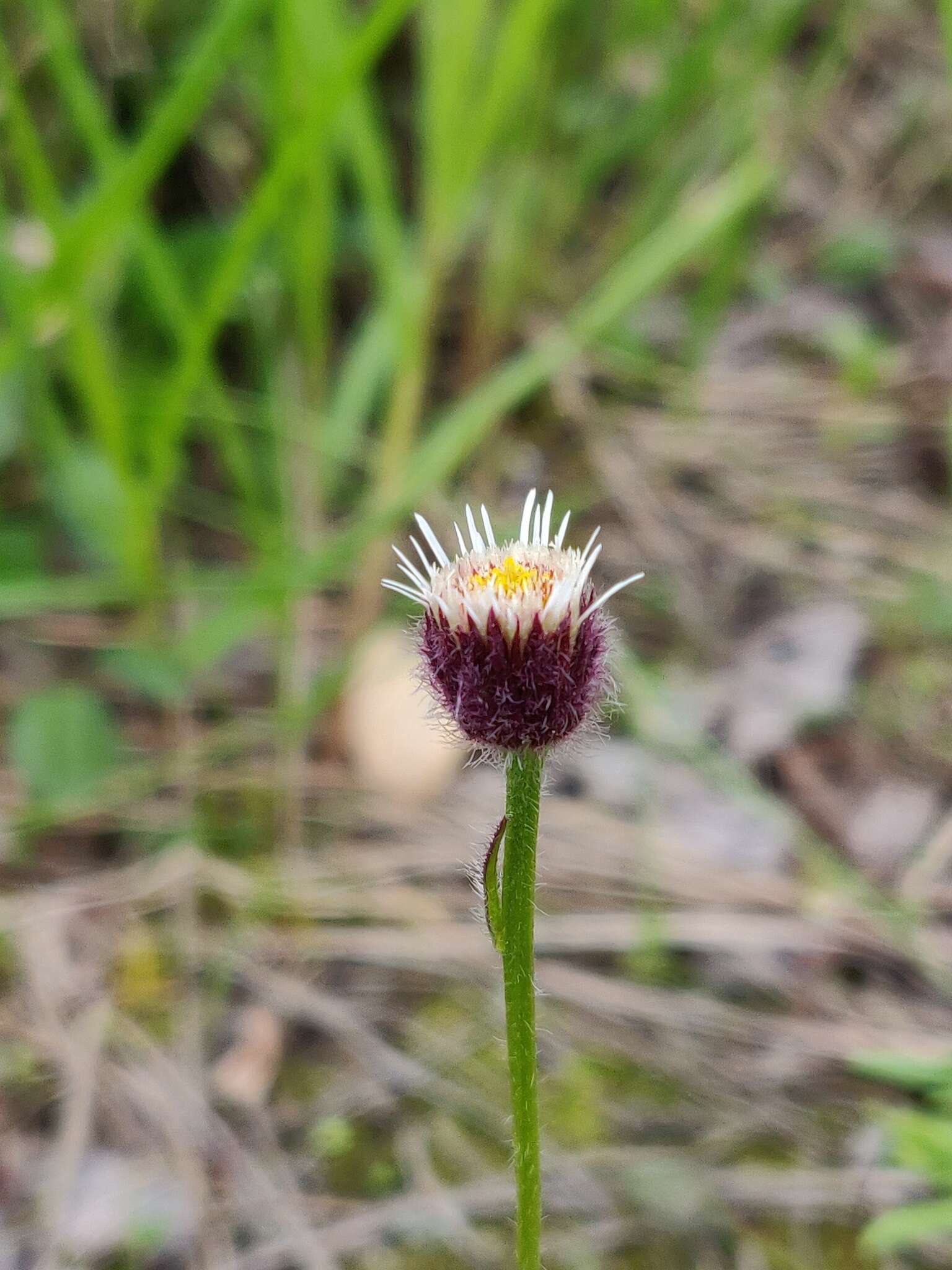 Image of Erigeron eriocalyx (Ledeb.) Vierhapper