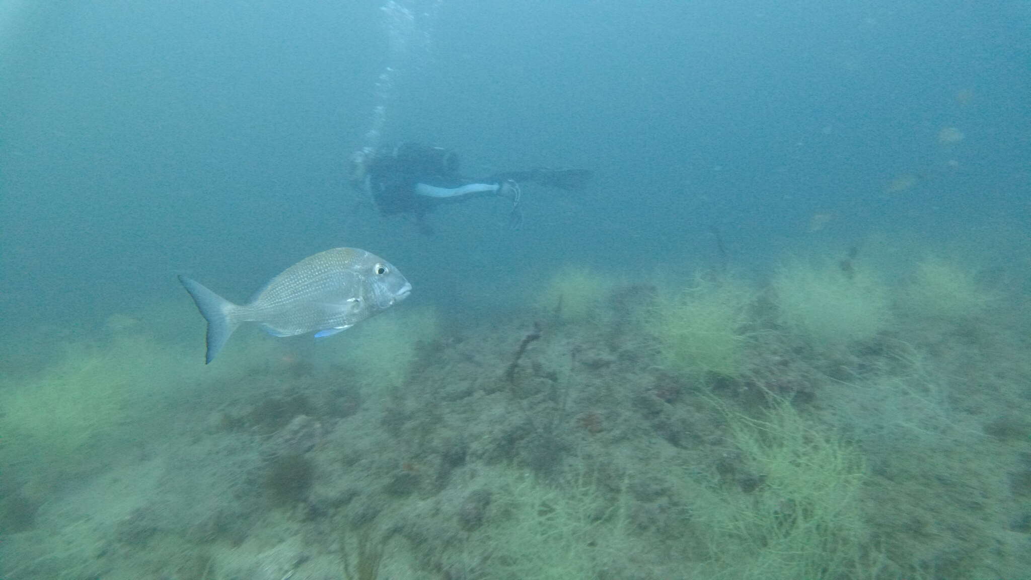 Image of Pacific porgy