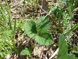 Image of Garden strawberry