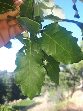 Image of Algerian Oak