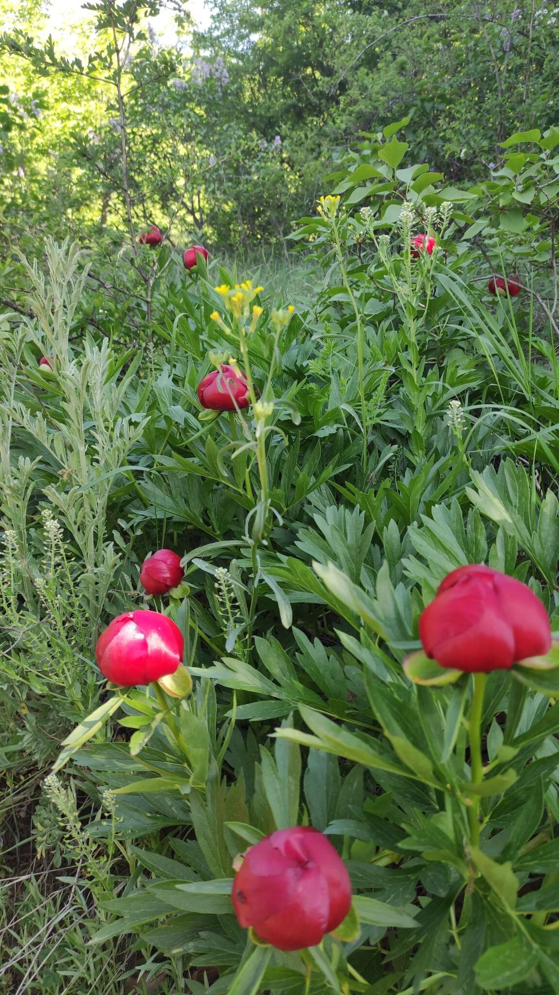 Image of Paeonia peregrina Miller