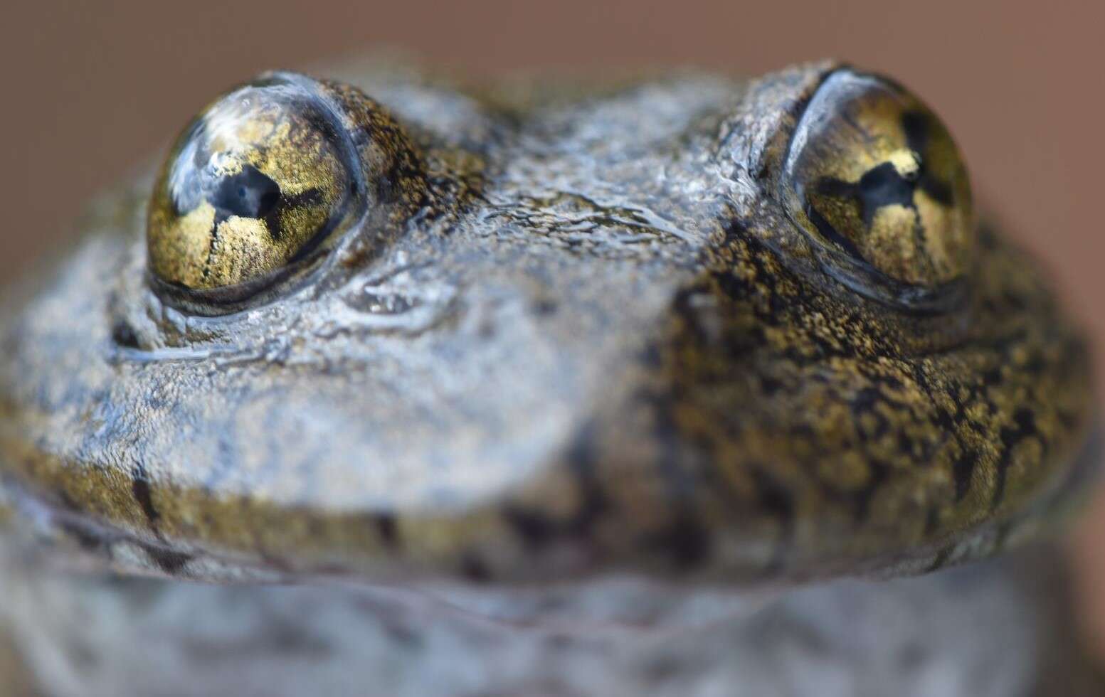 Image of Amietia vertebralis (Hewitt 1927)