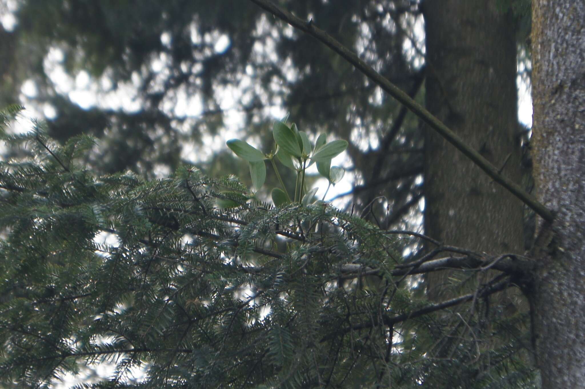 Image of Viscum album subsp. abietis (Wiesb.) Janchen