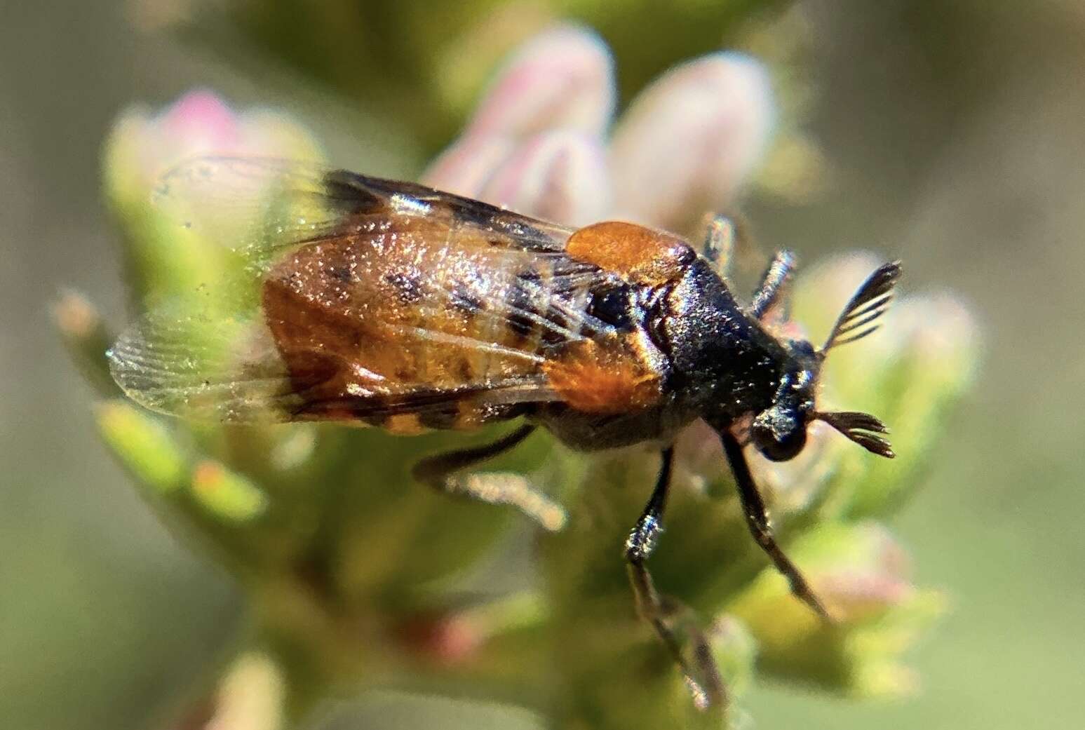 Ripiphorus mutchleri Rivnay 1929的圖片