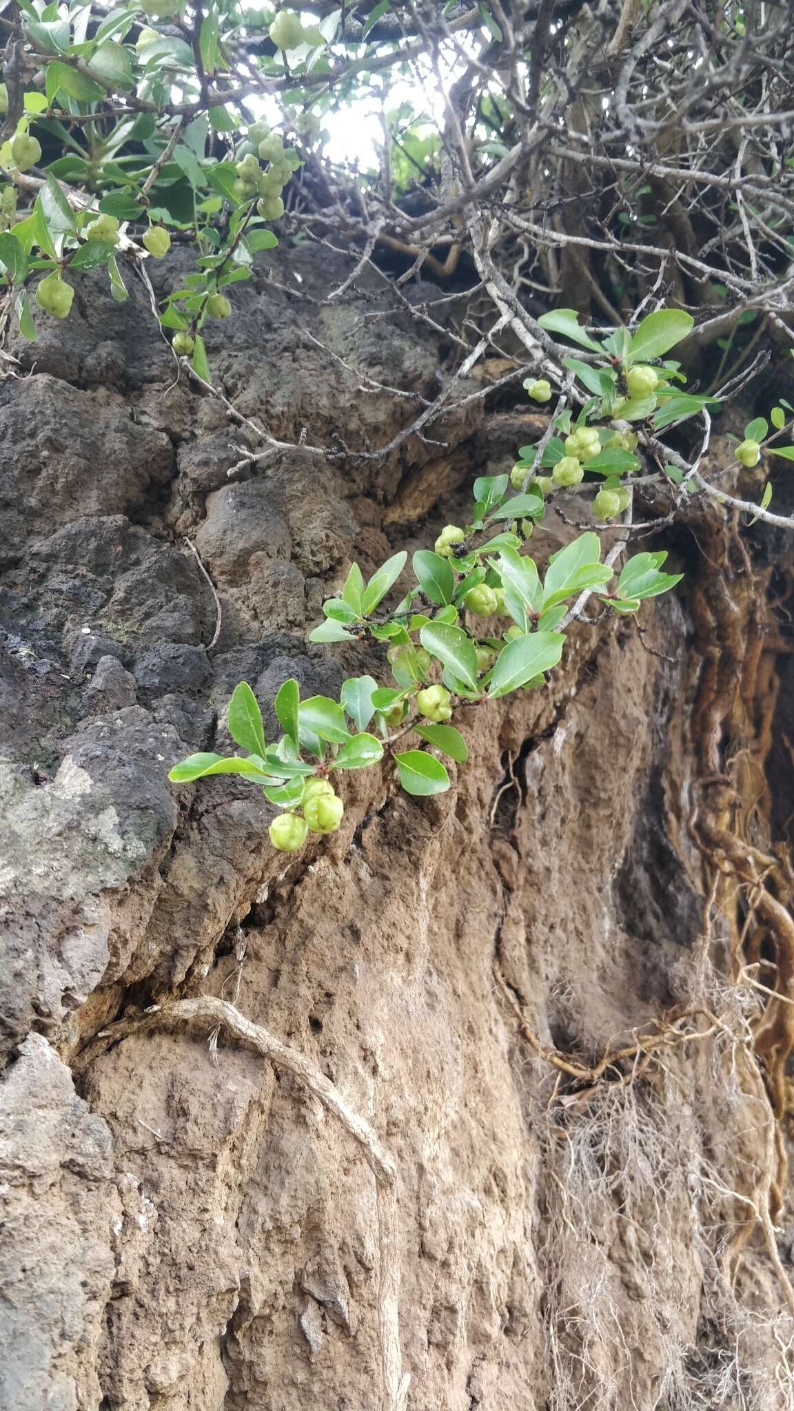 Image of Gymnosporia dryandri (Lowe) Masf.