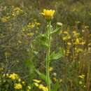 Image of sticky oxeye