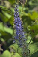 صورة Veronicastrum sibiricum var. yezoense Hara