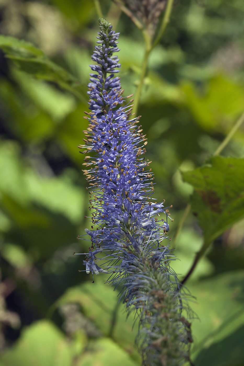 Image de Veronicastrum sibiricum var. yezoense Hara