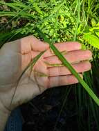 Image of Drooping Sedge