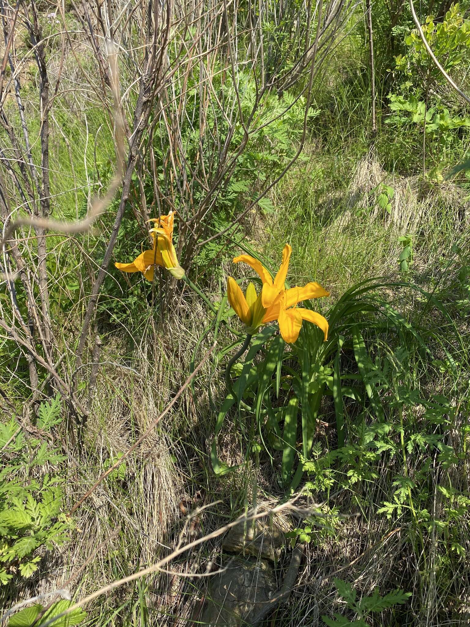 Image of Amur daylily