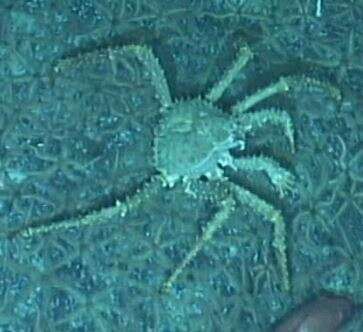 Image of golden king crab