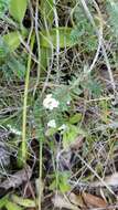 Image of Pimelea carnosa C. J. Burrows