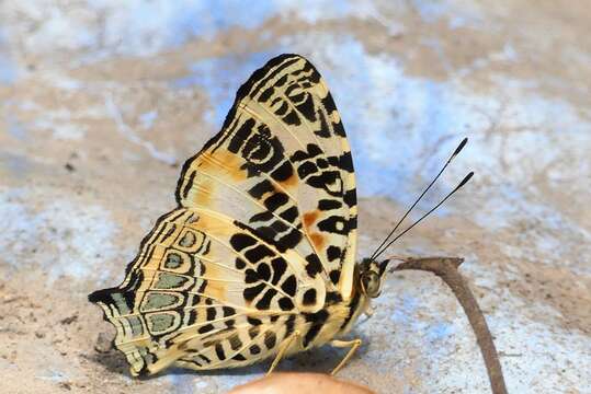 Image of Himalayan jester