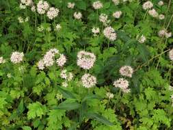 Image of Brown's waterleaf