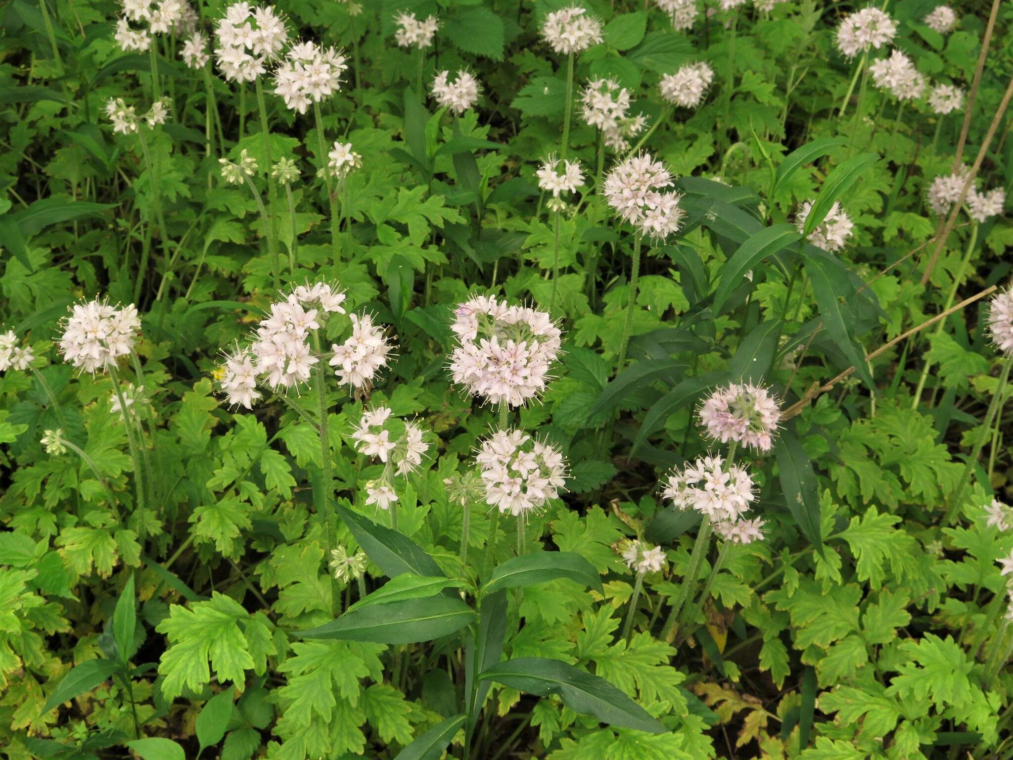 Image of Brown's waterleaf