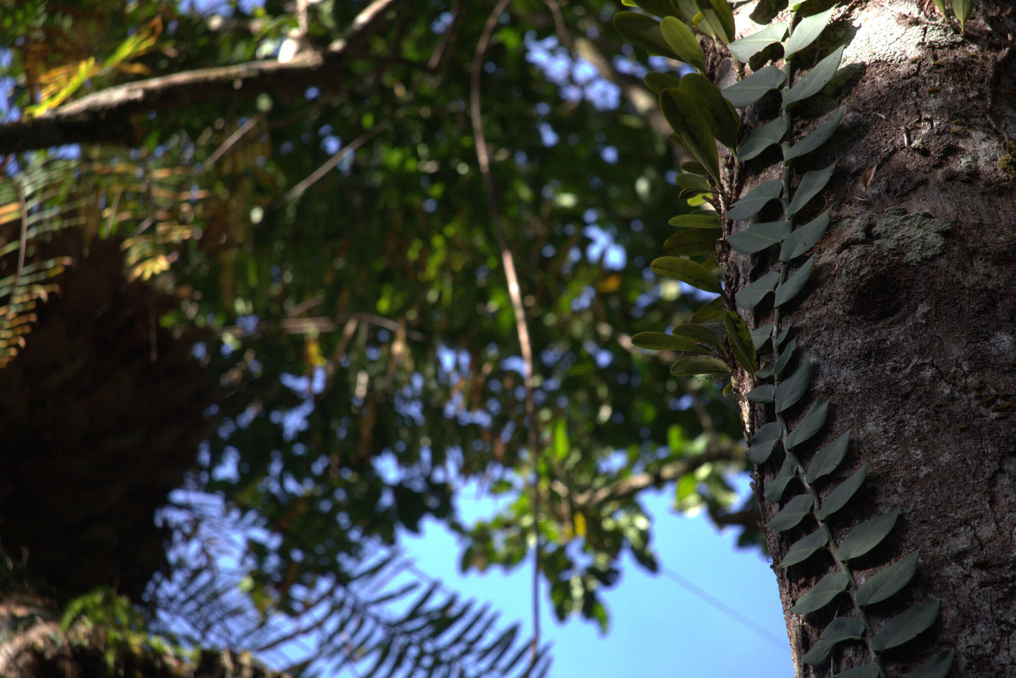 Image of Rhaphidophora hayi P. C. Boyce & Bogner