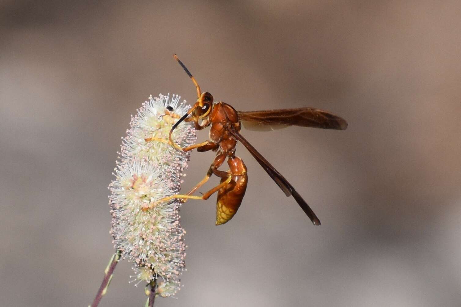 Image of Polistes kaibabensis Hayw. 1932