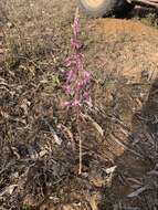 Image of elegant hyacinth-orchid