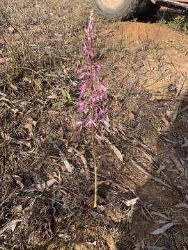 Imagem de Dipodium elegantulum D. L. Jones