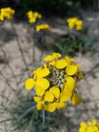 Image of Erysimum suffrutescens (Abrams) Rossbach