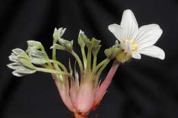 Imagem de Geranium ruizii Hieron.