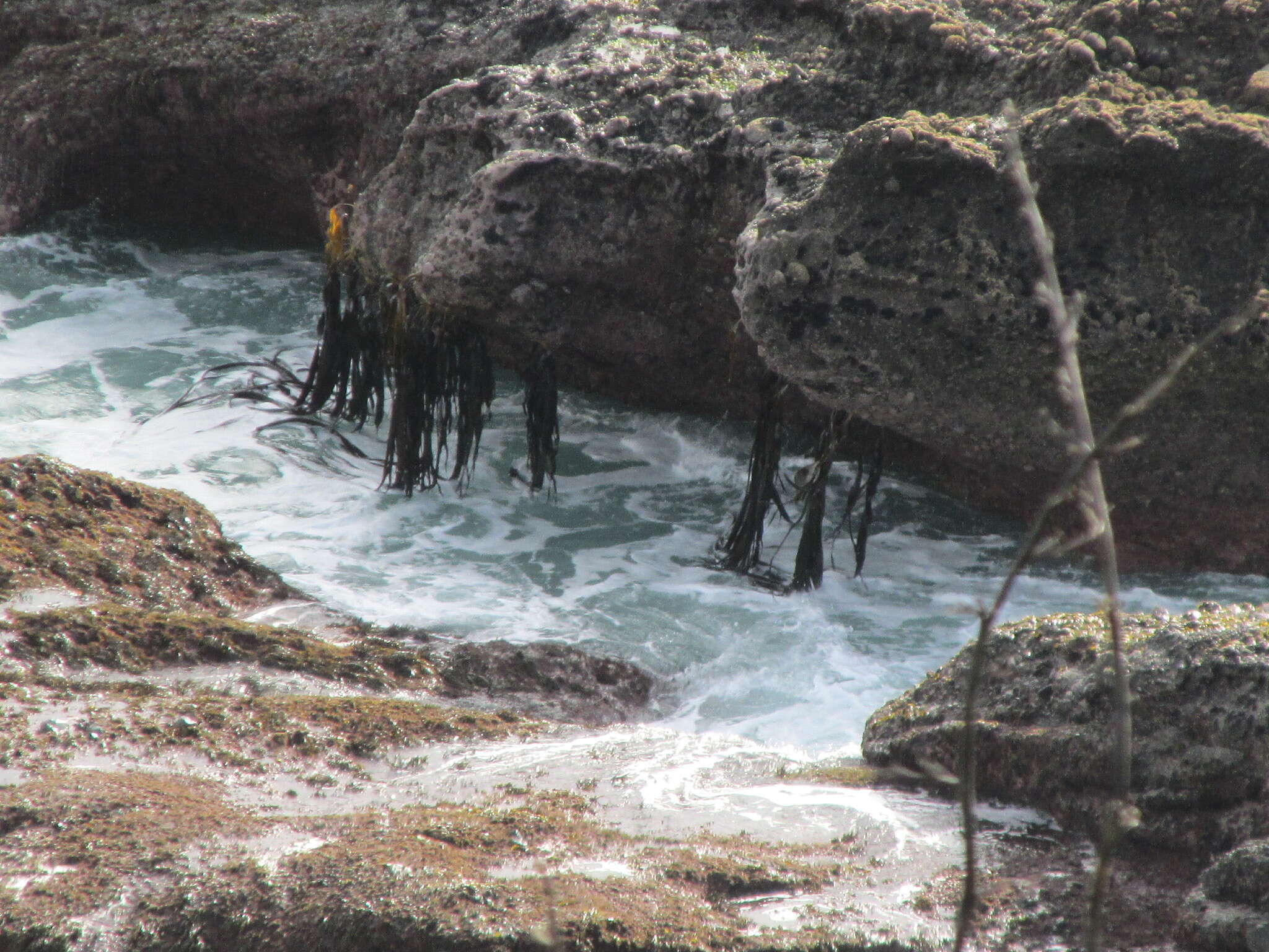 Image of New Zealand bull kelp