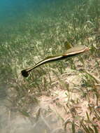 Image of Remora