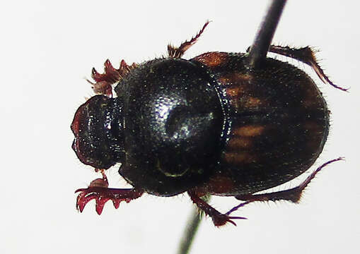 Image of Onthophagus suffusus Klug 1855