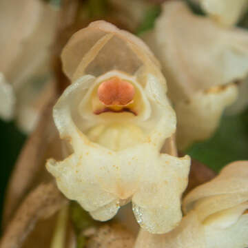 Image of Common rattlesnake orchid