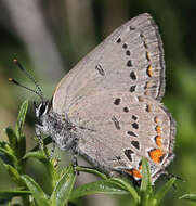 Image of California Hairstreak