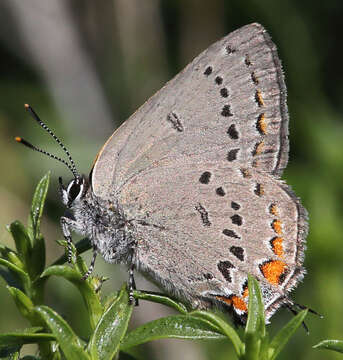 Image of California Hairstreak