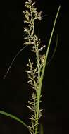 Image of Carex spicatopaniculata Boeckeler ex C. B. Clarke