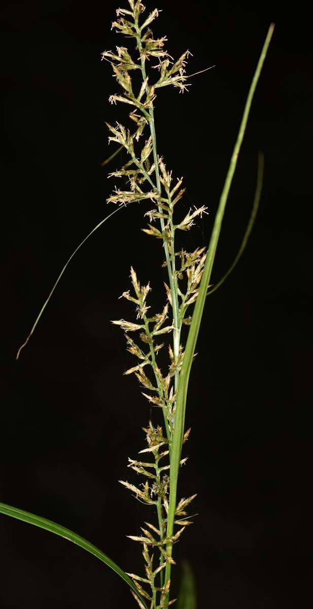 Image of Carex spicatopaniculata Boeckeler ex C. B. Clarke