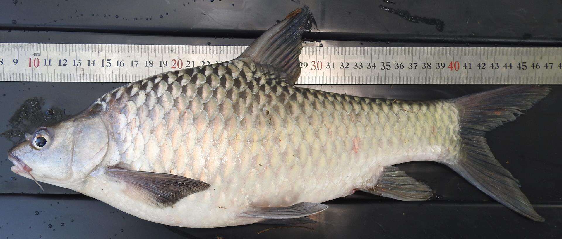 Image of Matthes&#39; barb