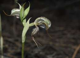 Image of Pterostylis spathulata M. A. Clem.